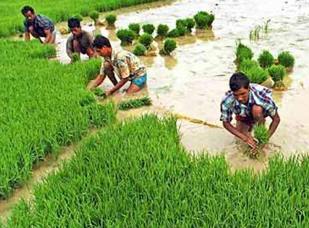“由于印度某些州的降雨不足 迄今为止稻谷播种面积减少了1.23%