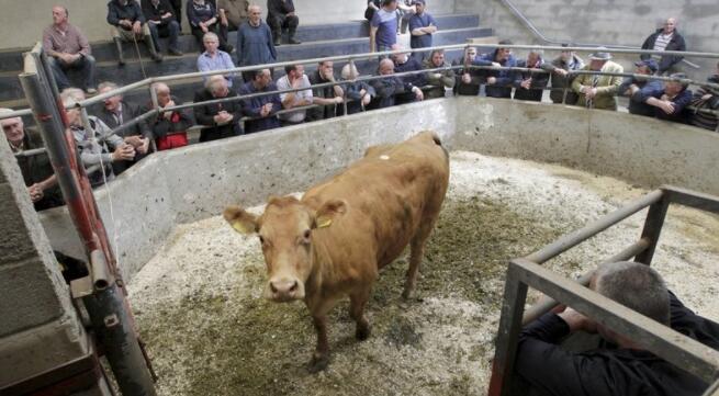 爱尔兰农业部长参观了全国的牛市