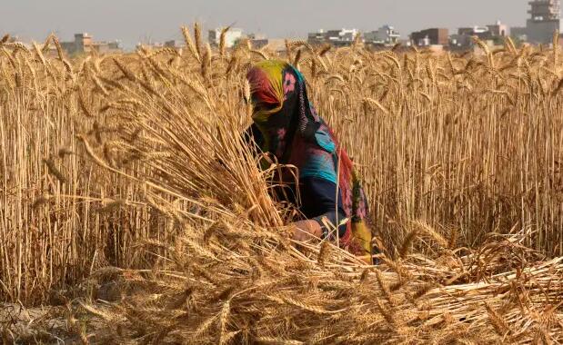 “印度的热浪威胁着居民和关键的小麦收成